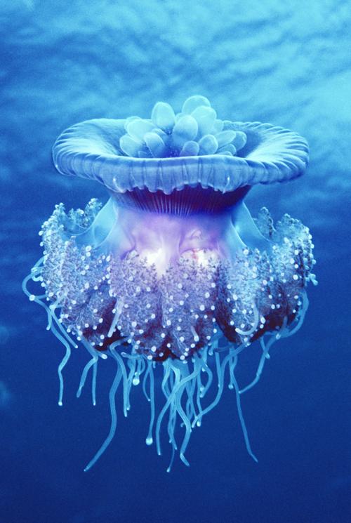 Crown Jellyfish